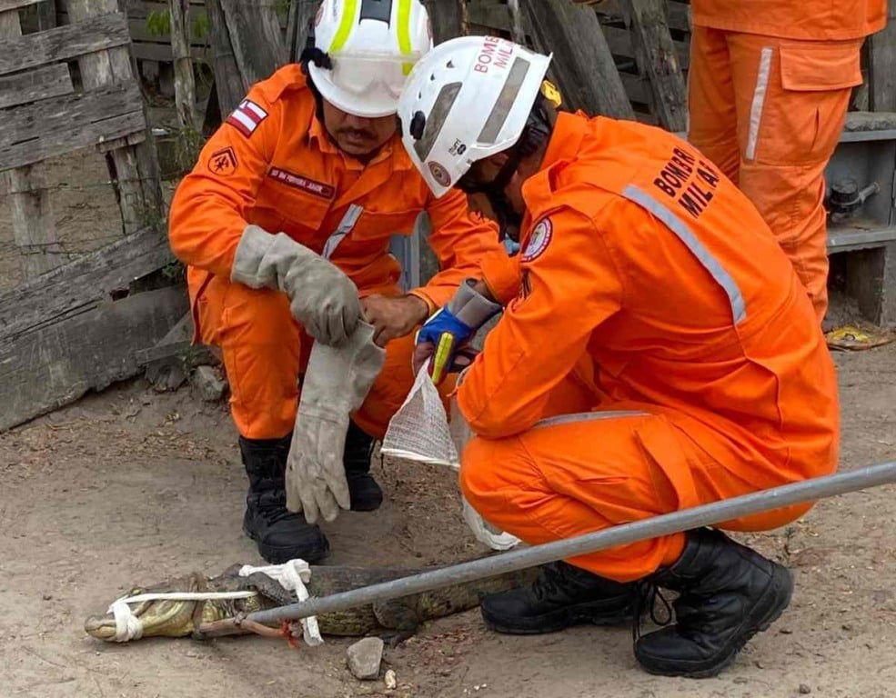 Jacaré é encontrado próximo à fábrica de café no bairro Gabriela