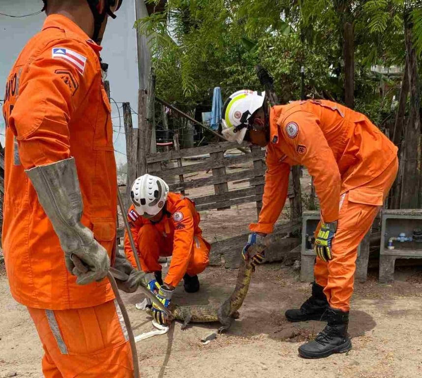 Jacaré é encontrado próximo à fábrica de café no bairro Gabriela