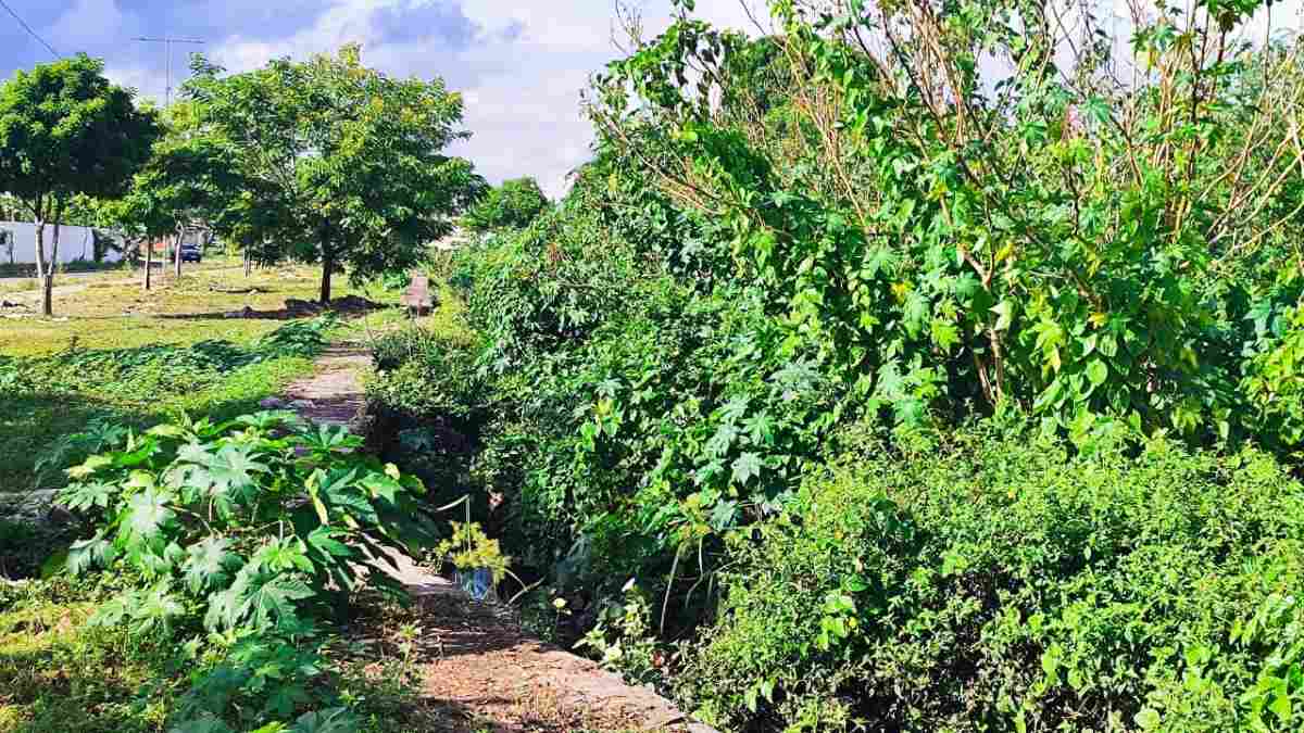 Moradores da Rua Milão reclamam de muriçocas no bairro Brasília em Feira de Santana | Foto: Ed Santos/ Acorda Cidade Moradores da Rua Milão reclamam de muriçocas no bairro Brasília em Feira de Santana | Foto: Ed Santos/ Acorda Cidade