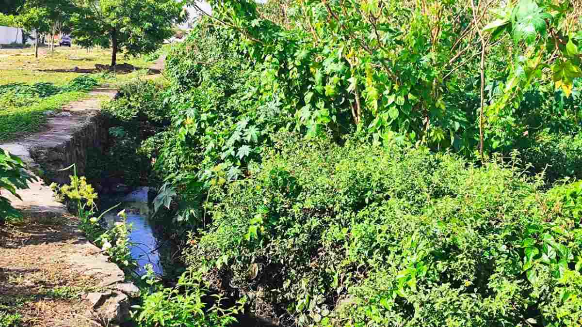 Moradores da Rua Milão reclamam de muriçocas no bairro Brasília em Feira de Santana | Foto: Ed Santos/ Acorda Cidade Moradores da Rua Milão reclamam de muriçocas no bairro Brasília em Feira de Santana | Foto: Ed Santos/ Acorda Cidade