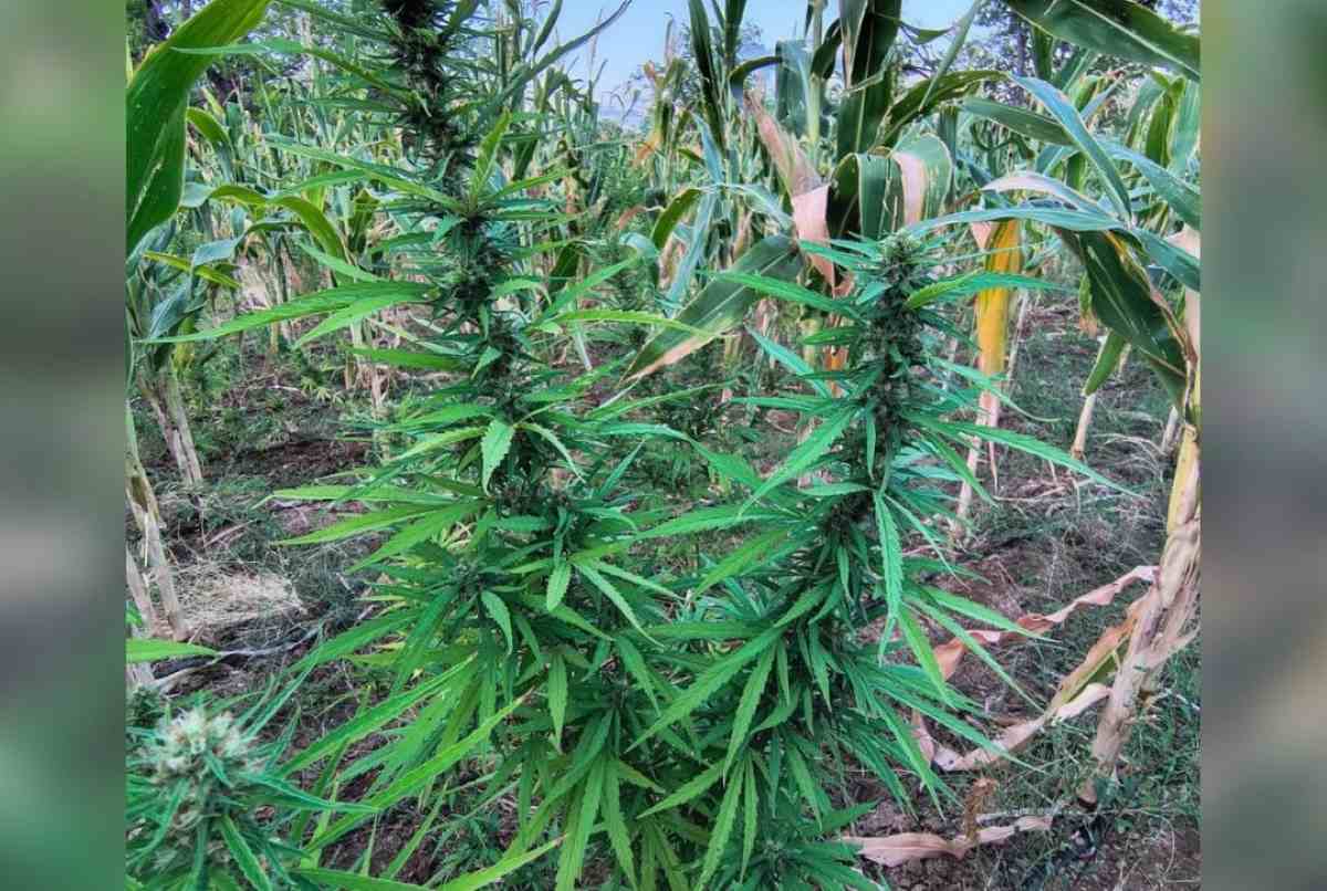PM erradica cerca de 22 mil pés de maconha em Curaçá | Foto: 45ª CIPM 