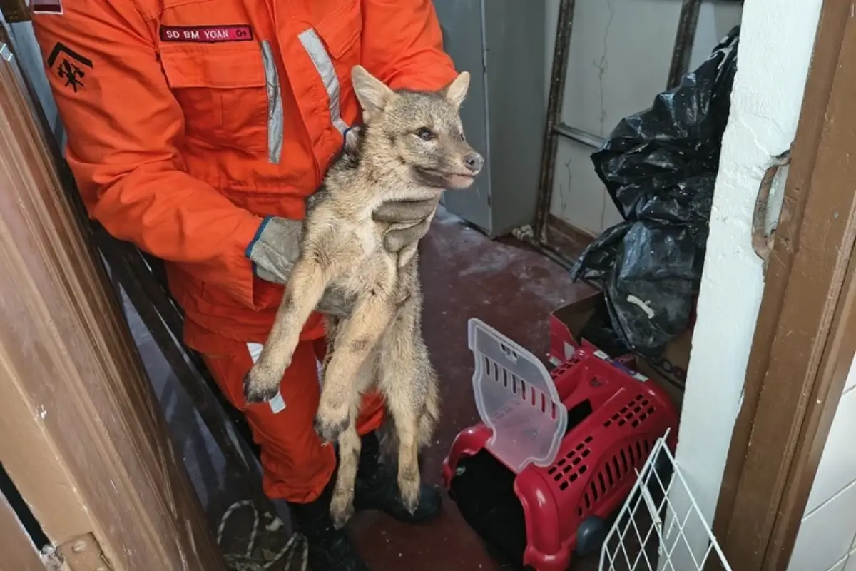 Raposa também conhecida como