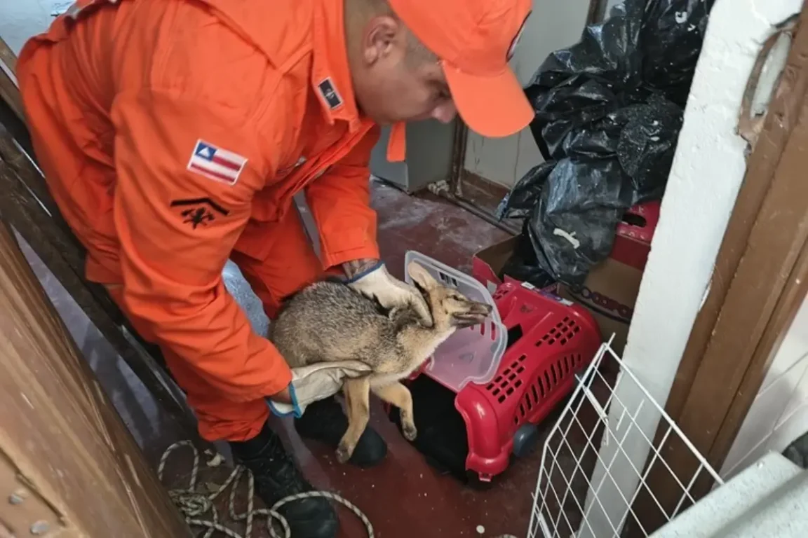 Raposa também conhecida como "cachorro do mato" é capturada por bombeiros na zona urbana de Brumado