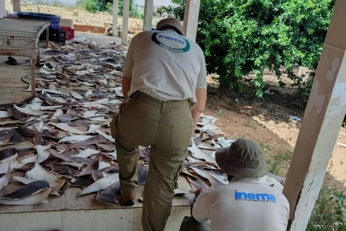 PF, Inema e Ibama desarticulam ponto de beneficiamento ilegal de barbatanas de tubarão na Bahia