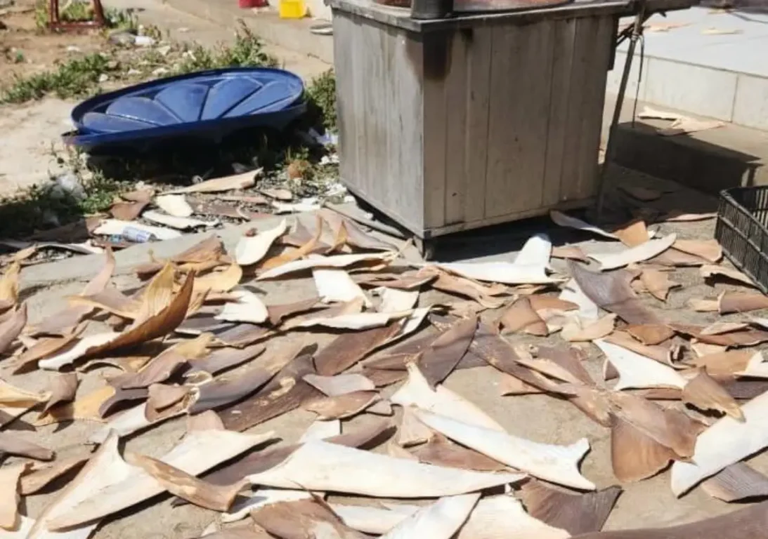 PF, Inema e Ibama desarticulam ponto de beneficiamento ilegal de barbatanas de tubarão na Bahia