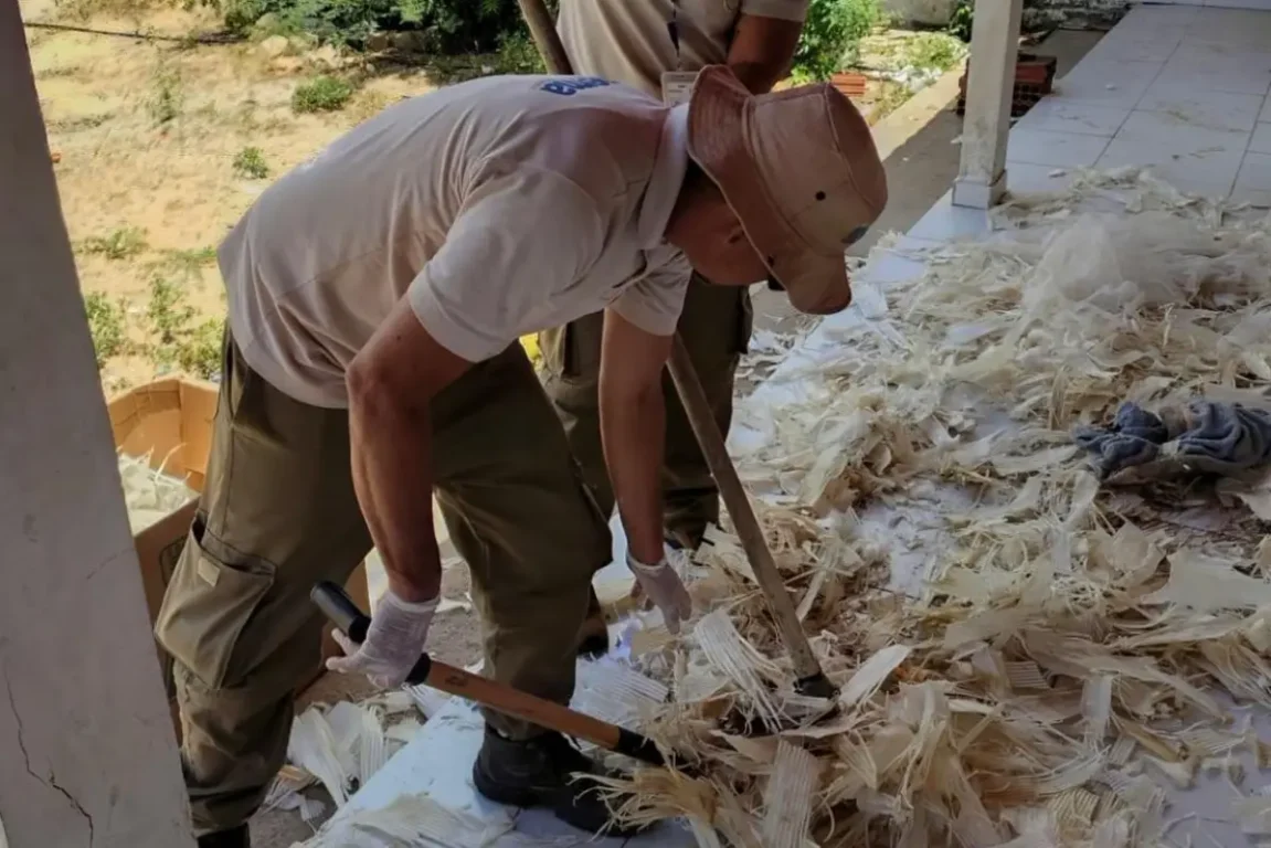 PF, Inema e Ibama desarticulam ponto de beneficiamento ilegal de barbatanas de tubarão na Bahia