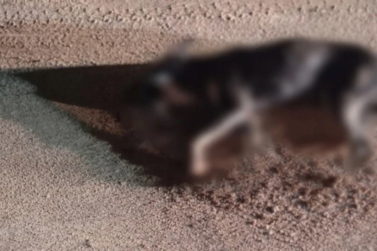 Cachorro morre após suspeita de maus tratos em Macaúbas