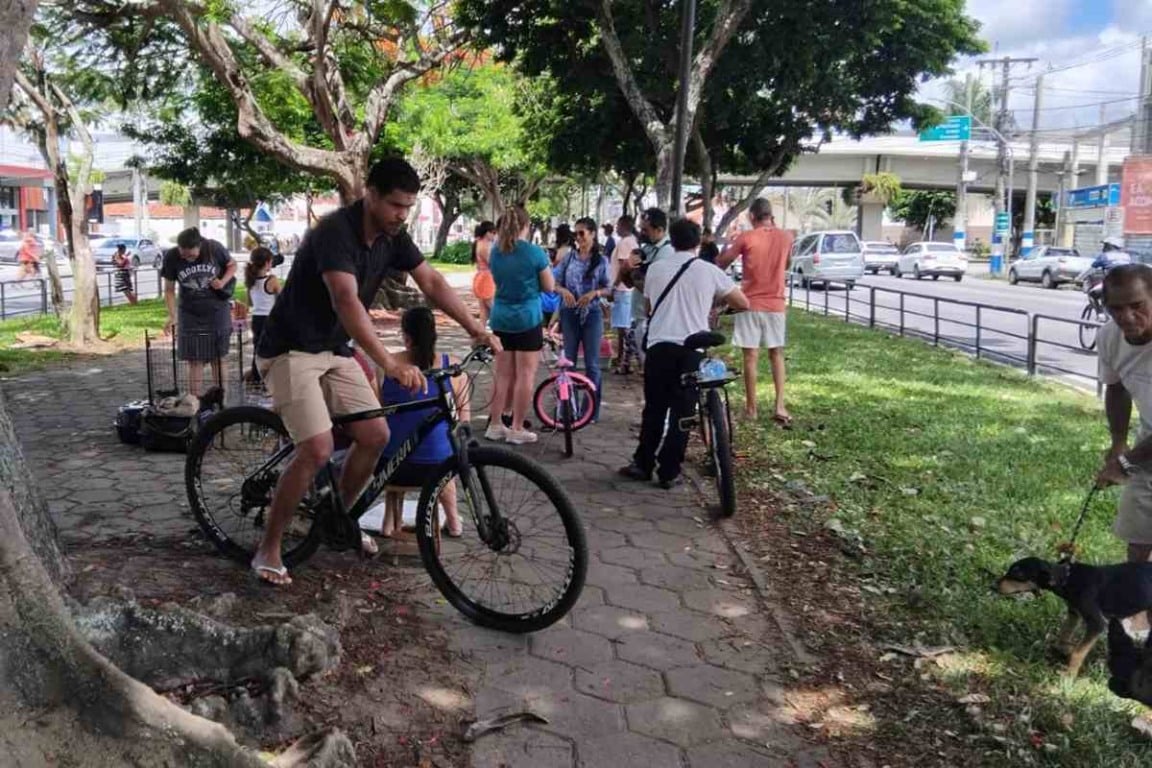 Feira de cães da Getúlio Vargas