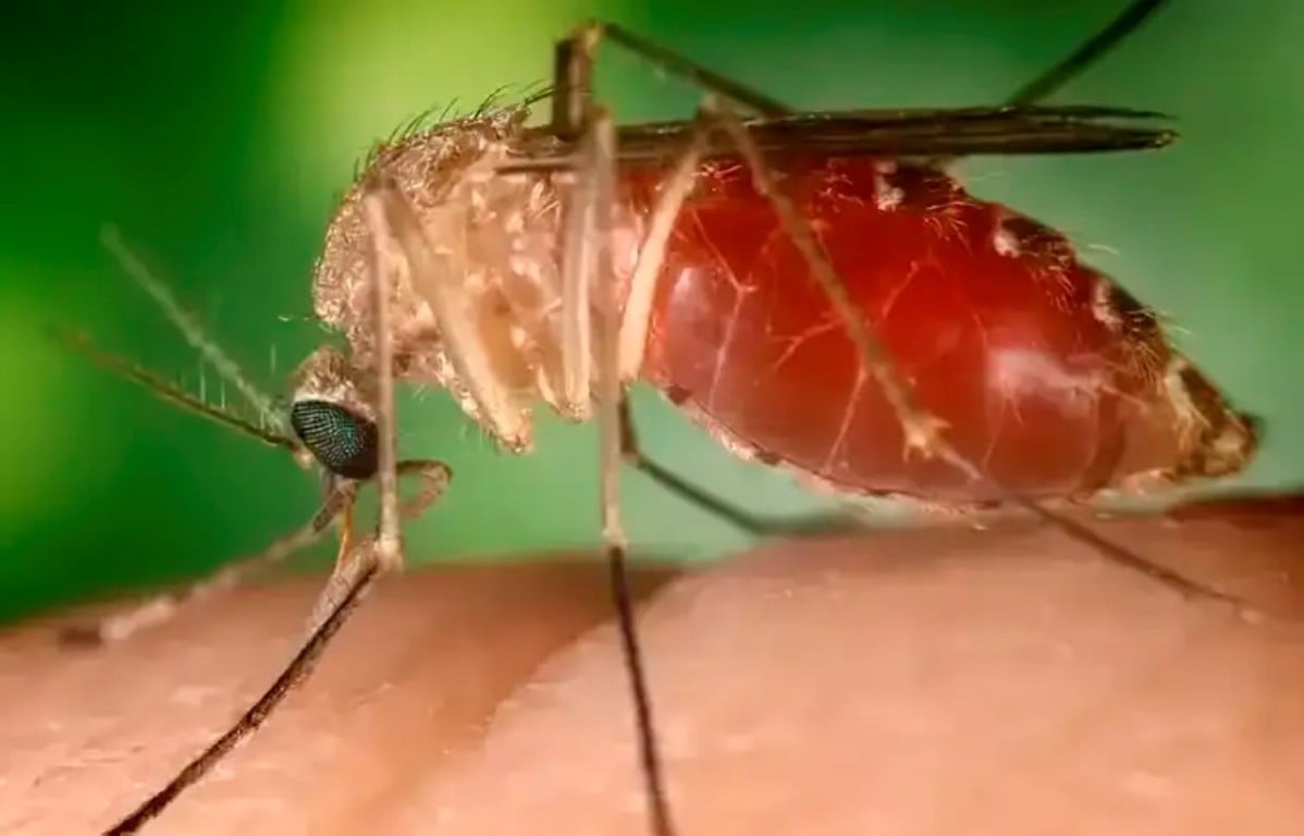 Mosquito maruim, transmissor da febre do Oropouche