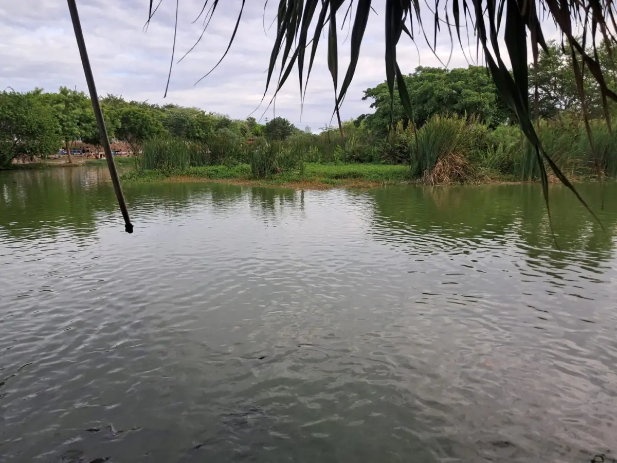 Parque da Lagoa Parque da Lagoa