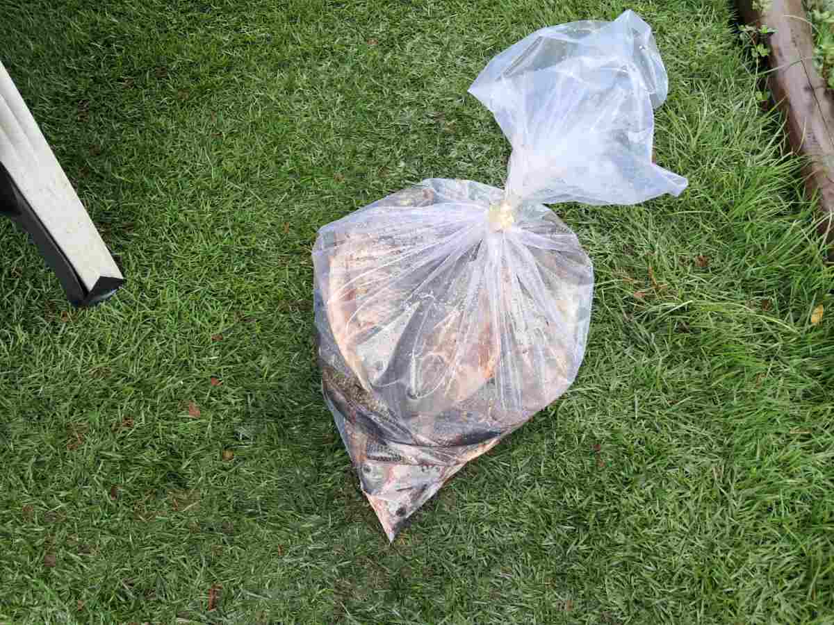 Pescaria Solidária Pescaria Solidária