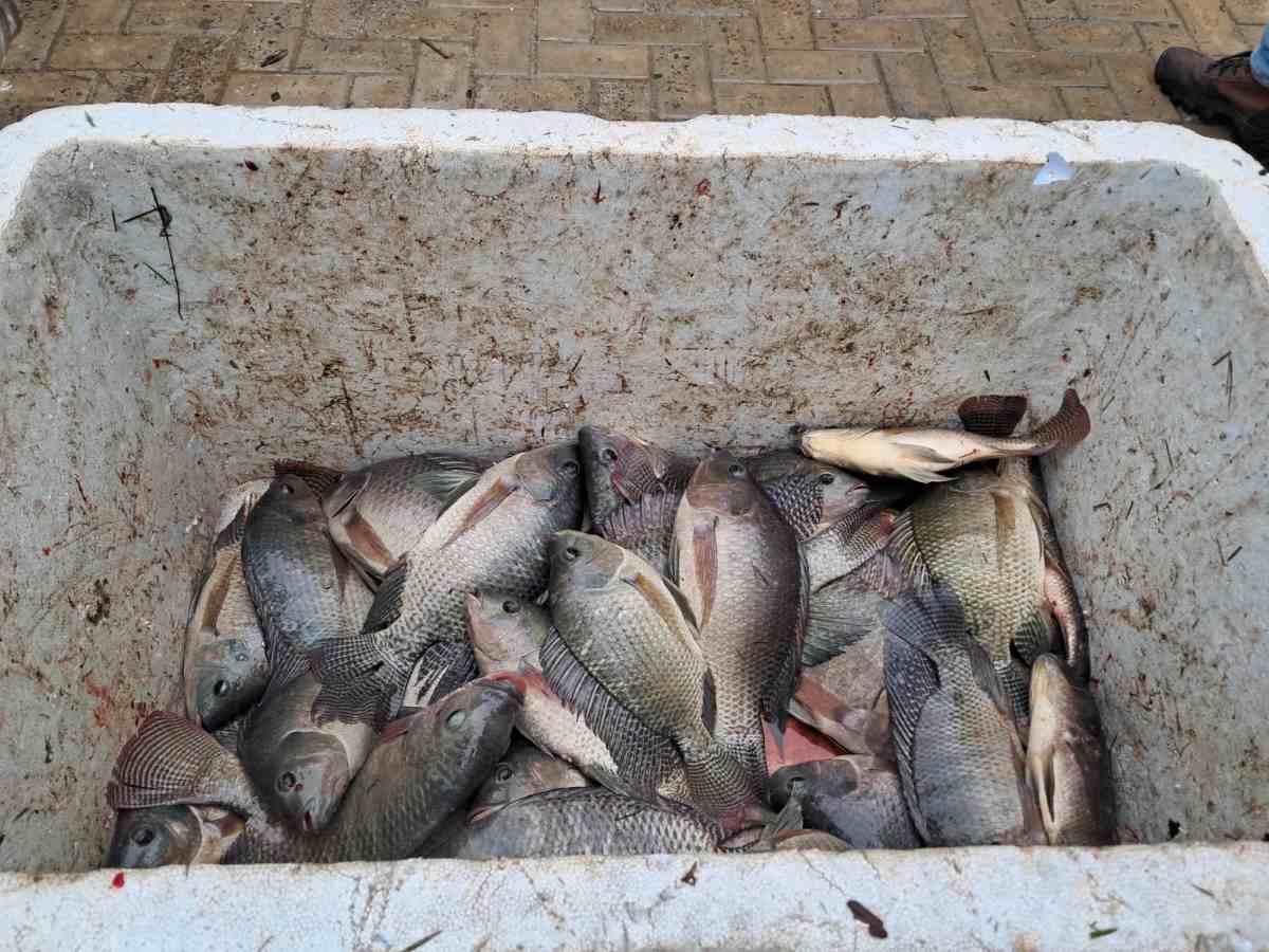 Pescaria Solidária Pescaria Solidária