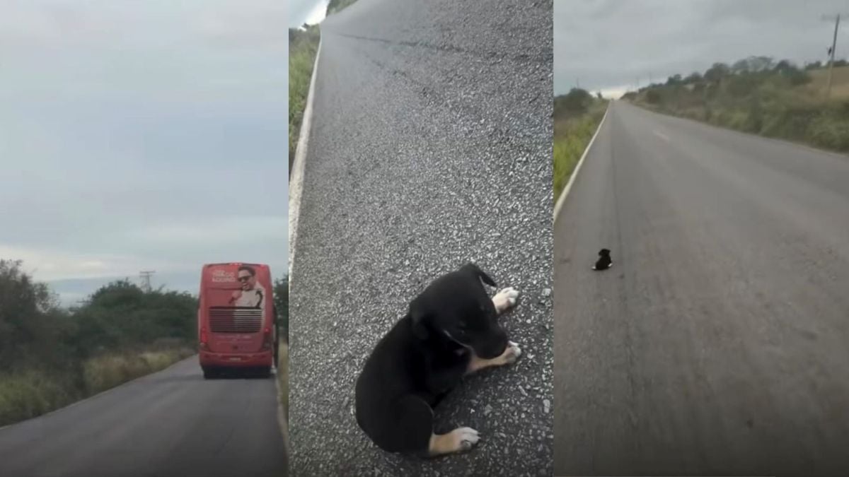 Thiago Aquino resgata filhote de cachorro na pista após show 
