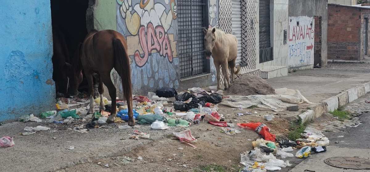 Cavalos no bairro Mangabeira