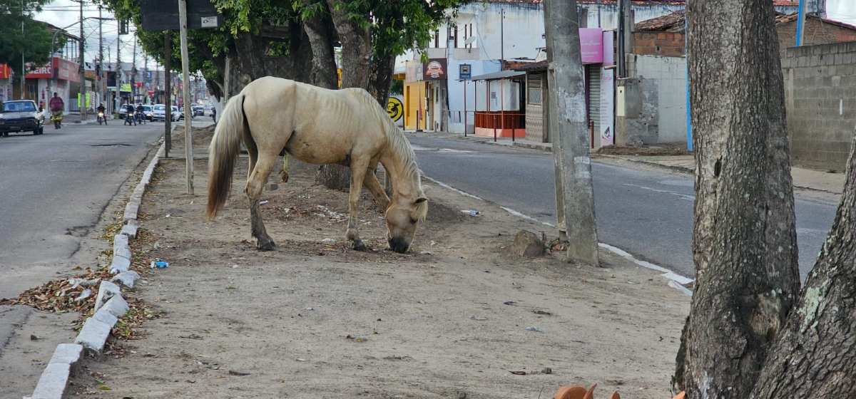 Cavalos no bairro Mangabeira