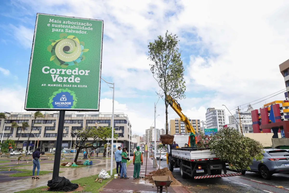 Salvador passa a integrar rede global de cidades reconhecidas por gestão de arborização urbana