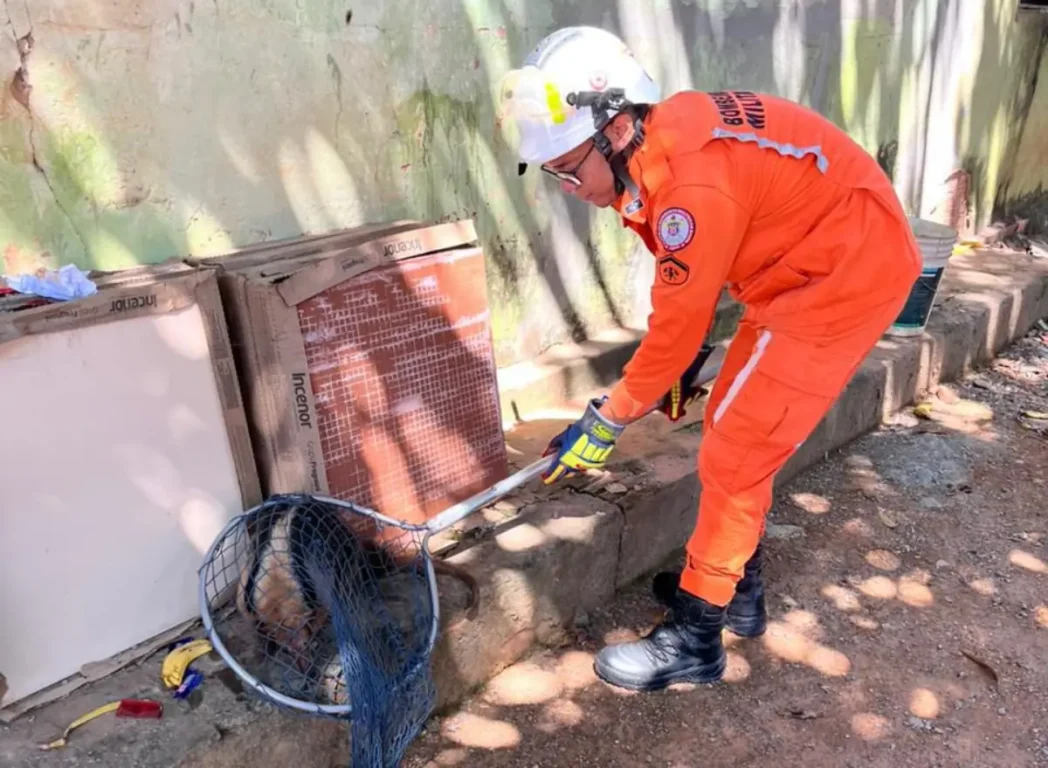 Tamanduá-mirim é resgatado em povoado de Barreiras