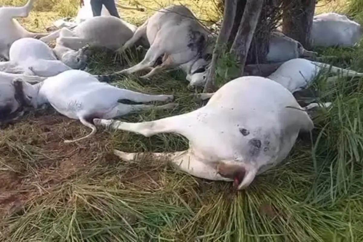 Descarga elétrica mata 16 cabeças de gado durante forte tempestade em Piripá