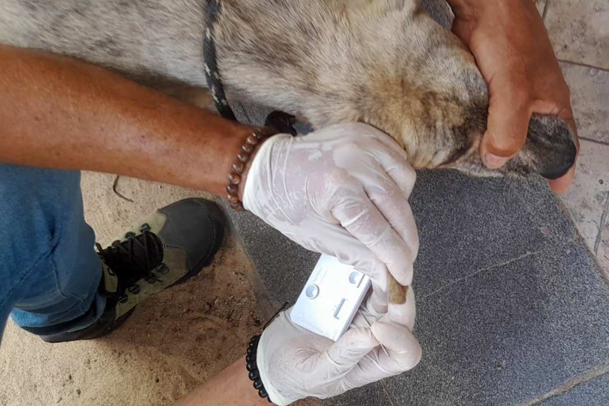 Centro de Controle de Endemias combate a leishmaniose