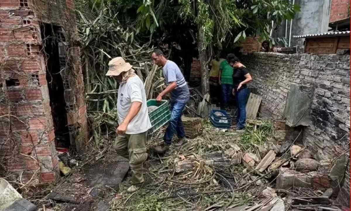 Cerca de 100 jabutis são resgatados em casa abandonada em Conceição do Jacuípe