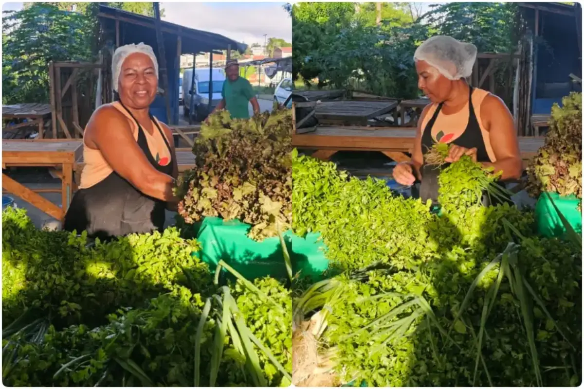 preço das verduras e hortaliças registra alta na Feirinha da Estação