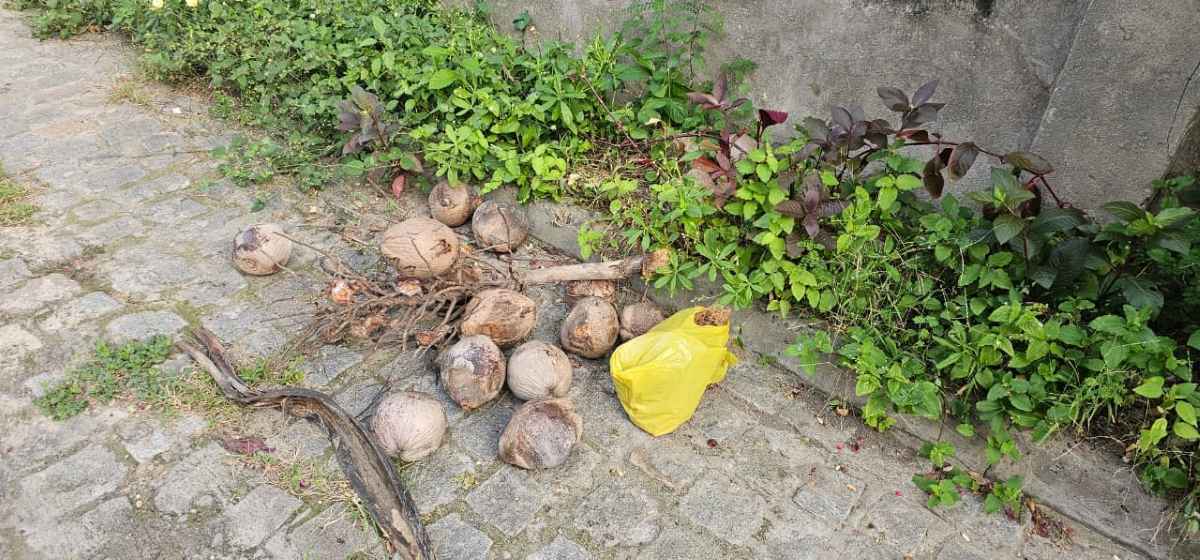 Rua Vazante, no bairro Sobradinho cocos e iluminação