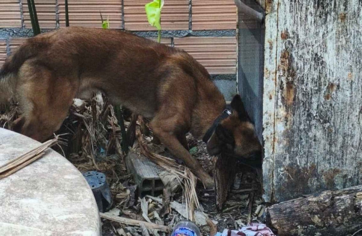 Operação Proteção de Território