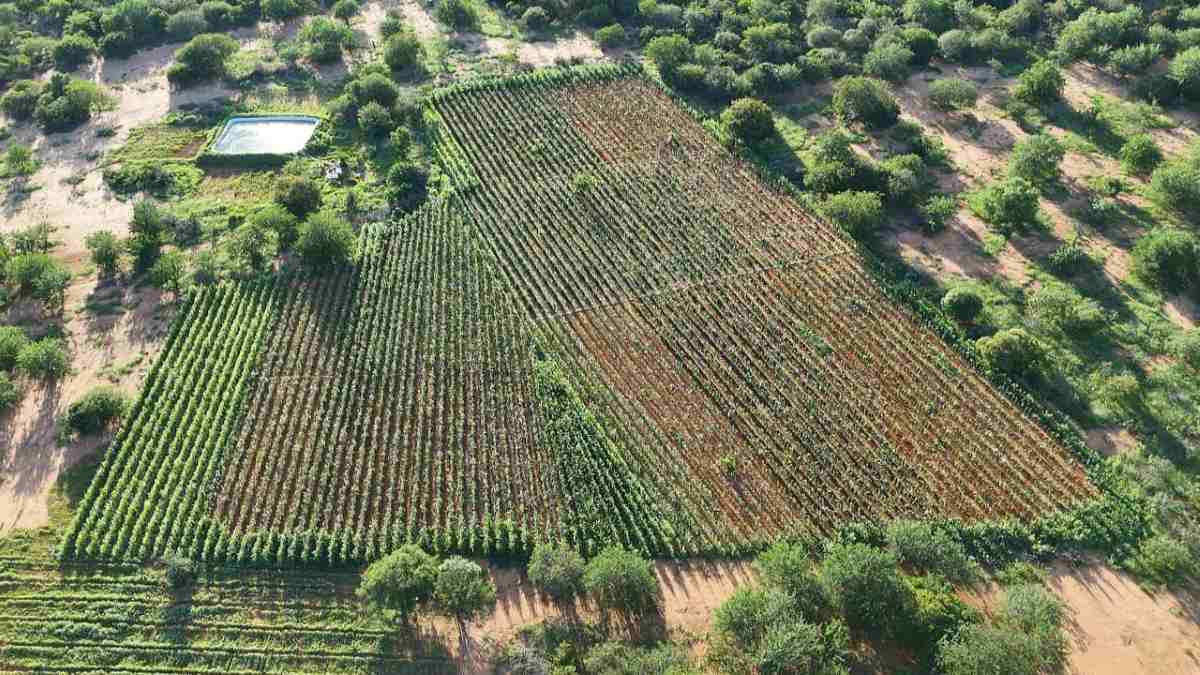 Pés de Maconha em Campo Formoso