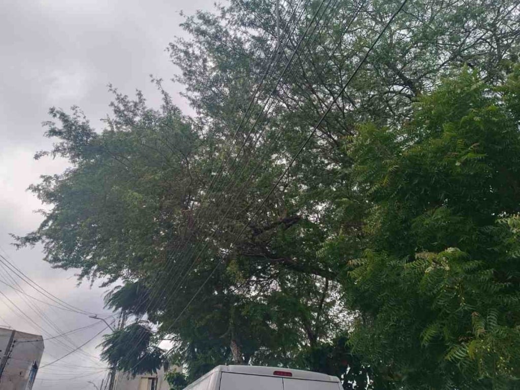 Árvores pegando no fio