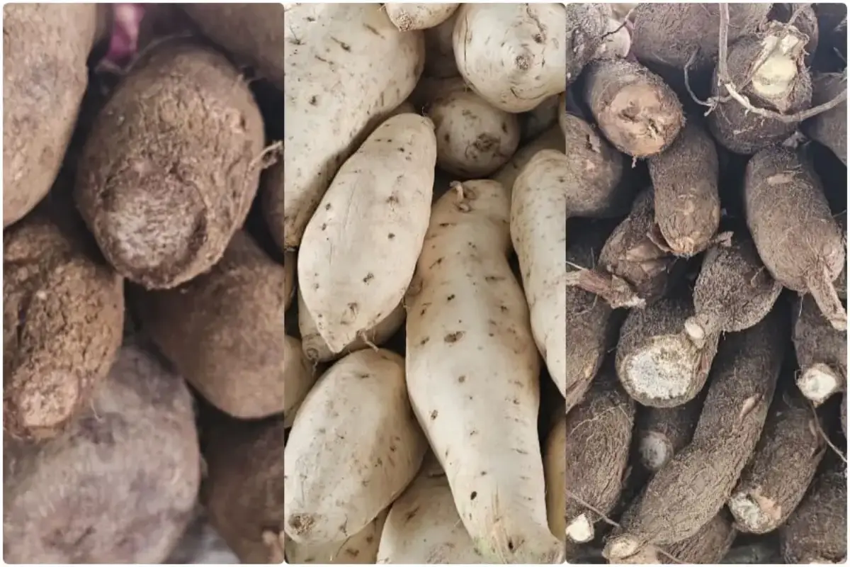 Combustível subiu, mas frutas da Feirinha da Estação ainda não sofreram reajuste nas bancas