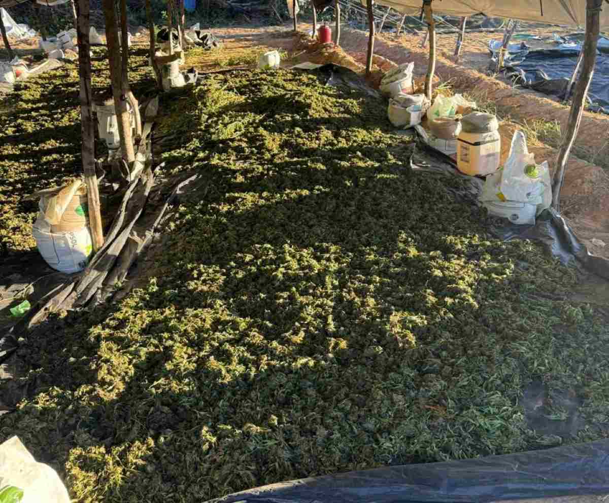 140 mil pés de maconha são incinerados nas cidades de Ibotirama e Abaré