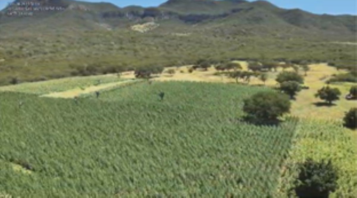 Operação Raízes Ocultas: 300 mil pés de maconha são erradicados em Ibitiara