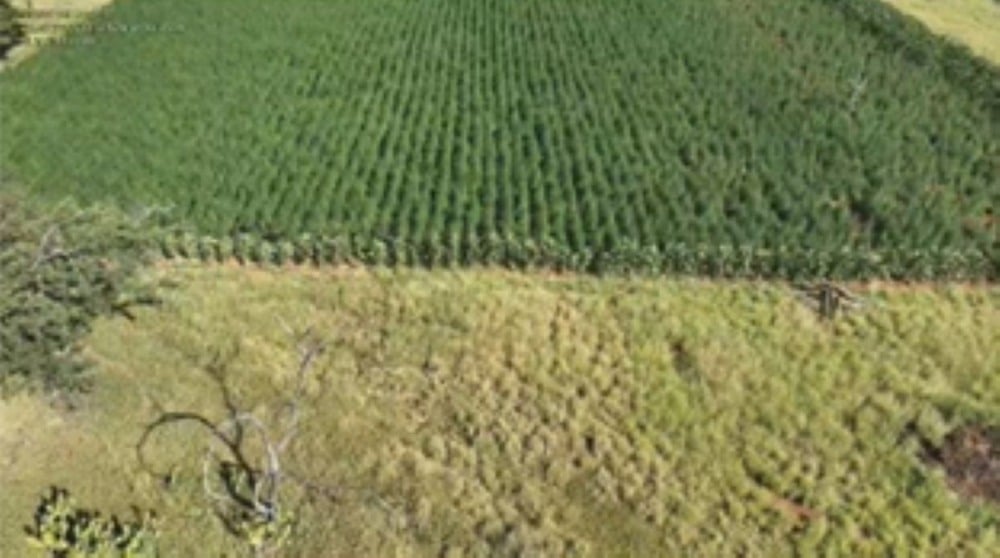 Operação Raízes Ocultas: 300 mil pés de maconha são erradicados em Ibitiara