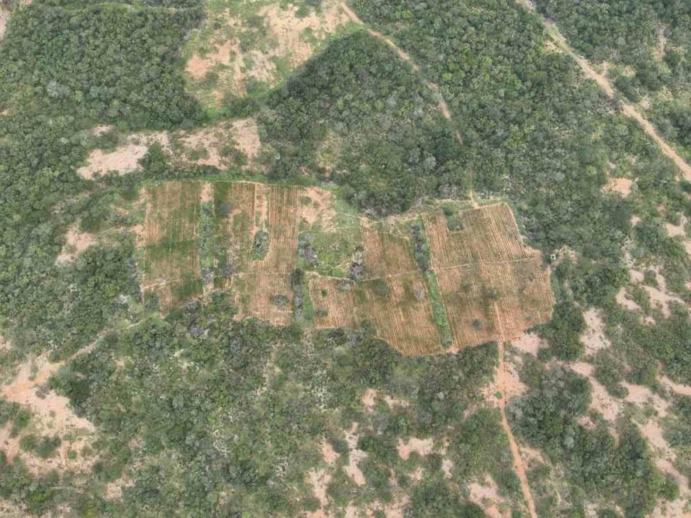 Operação policial erradica mais de 125 mil pés de maconha e desmonta 4 roças em uma semana
