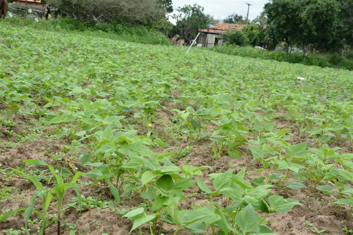 Plantio de milho e feijao