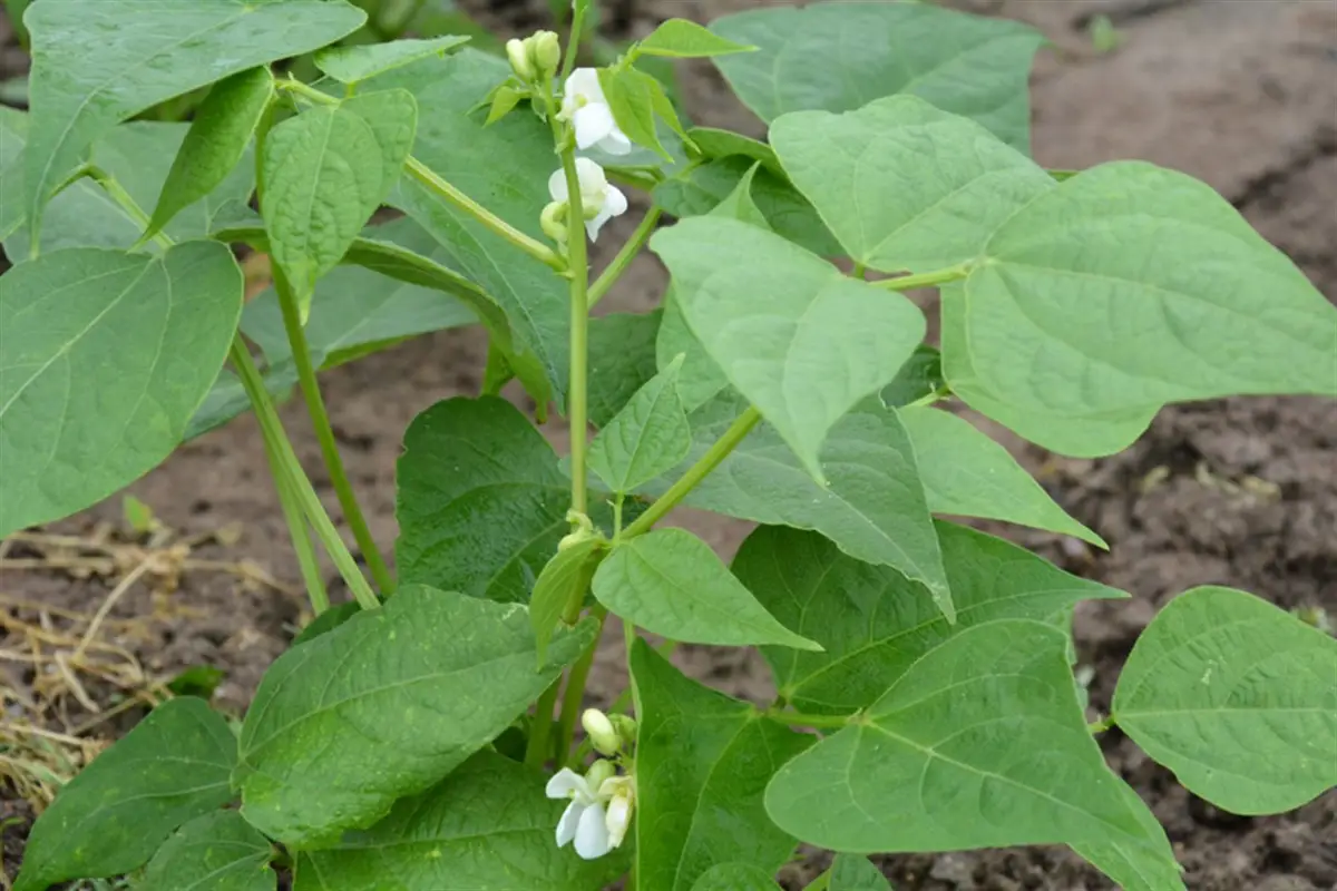 Plantio de milho e feijao