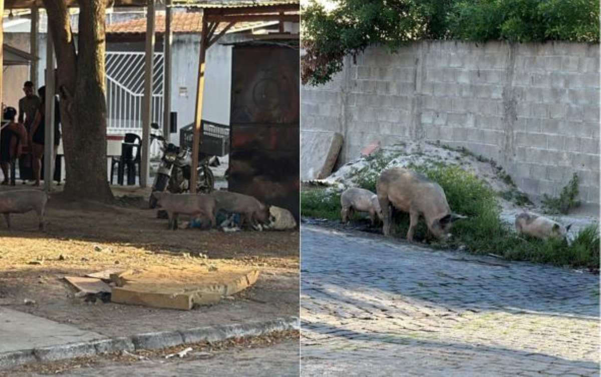 Porcos soltos próx à Fraga Maia