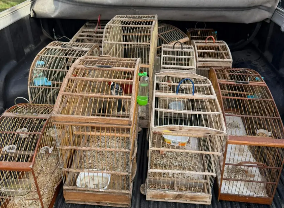 Aves são resgatadas de cativeiro em Santa Bárbara durante ação da Polícia Civil