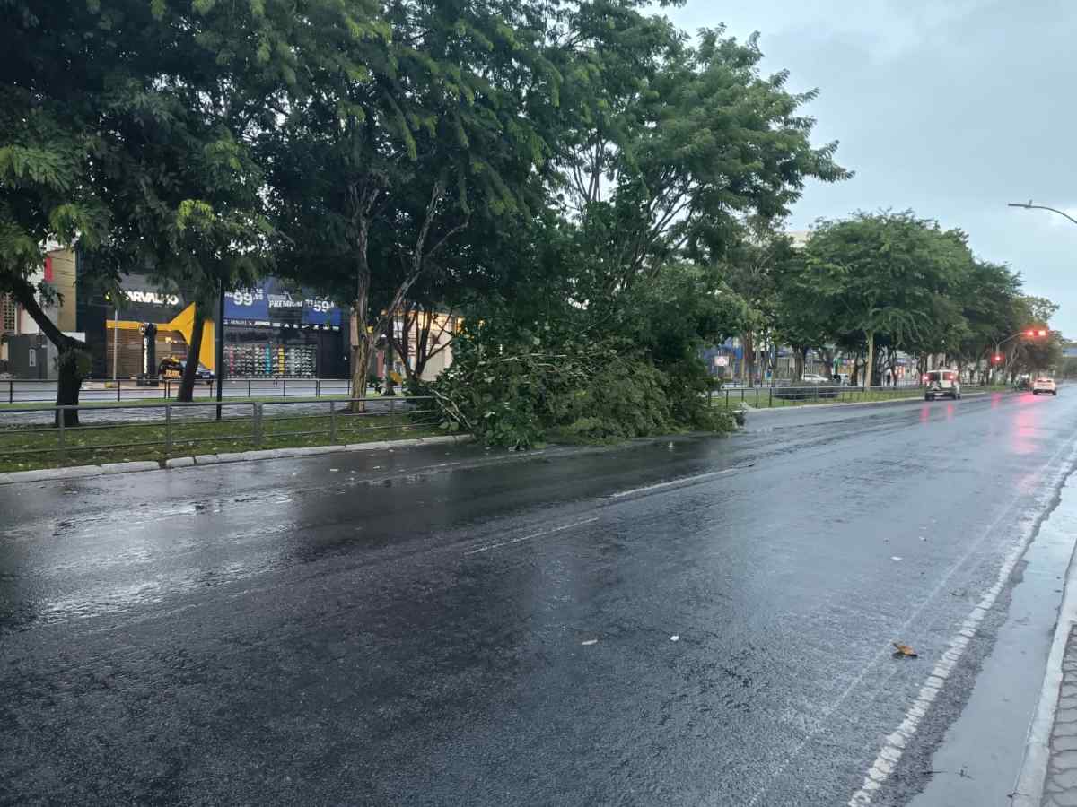 árvore caida na av getúlio vargas