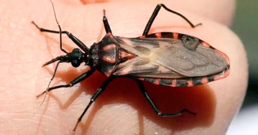 doença de chagas