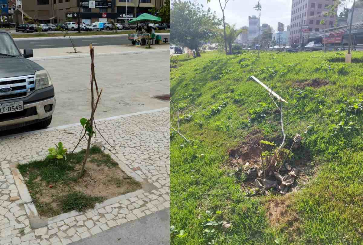 Vandalismo contra mudas ameaça arborização urbana em Salvador e gera prejuízo de R$ 3 milhões