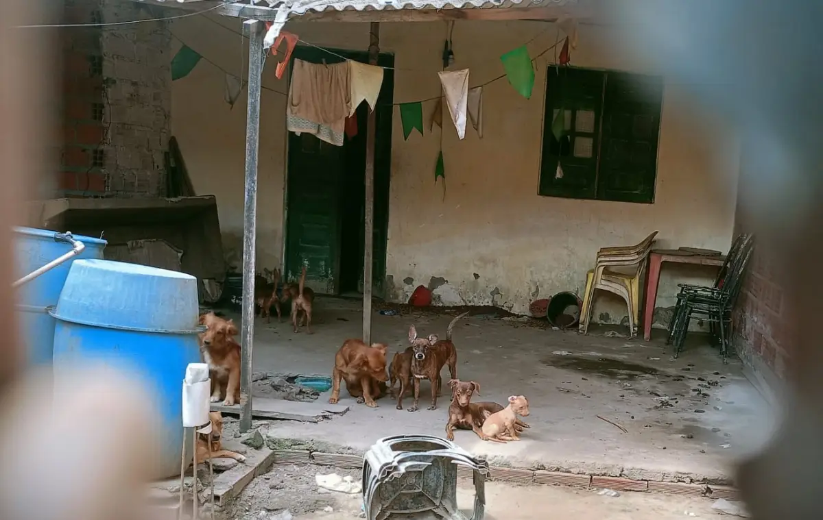 Ação conjunta investiga maus-tratos a animais em cinco bairros de Feira de Santana