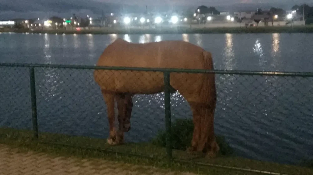 Foto: Enviada pelo Whatsapp