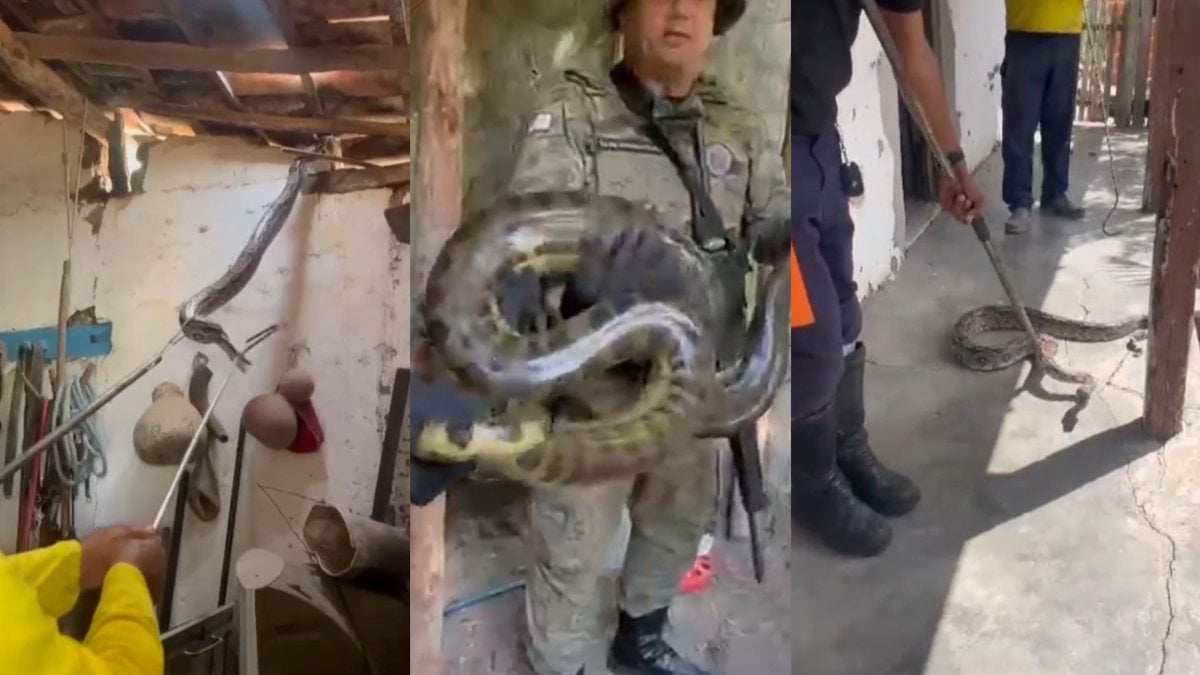 Jiboia e sucuri e são resgatadas em residências na Bahia