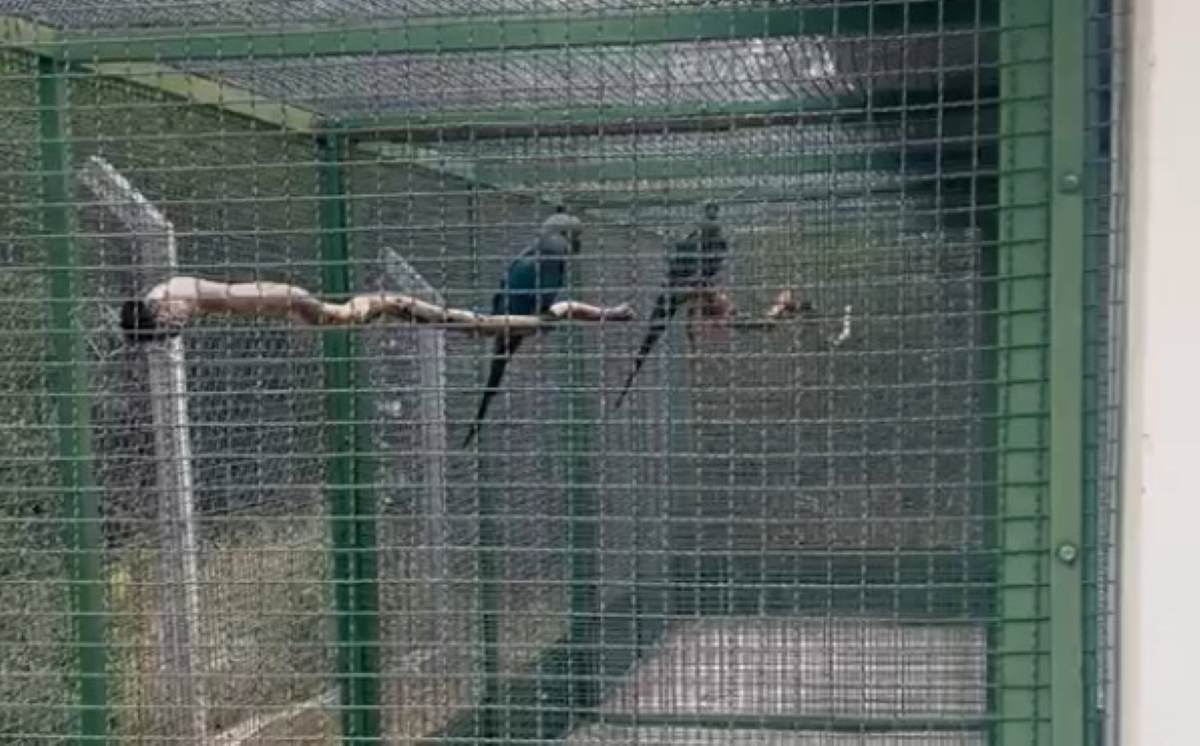 Operação Blue Hope resgata ararinhas-azuis para evitar extinção e contaminação por vírus