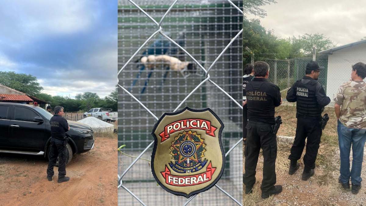 Operação Blue Hope resgata ararinhas-azuis para evitar extinção e contaminação por vírus