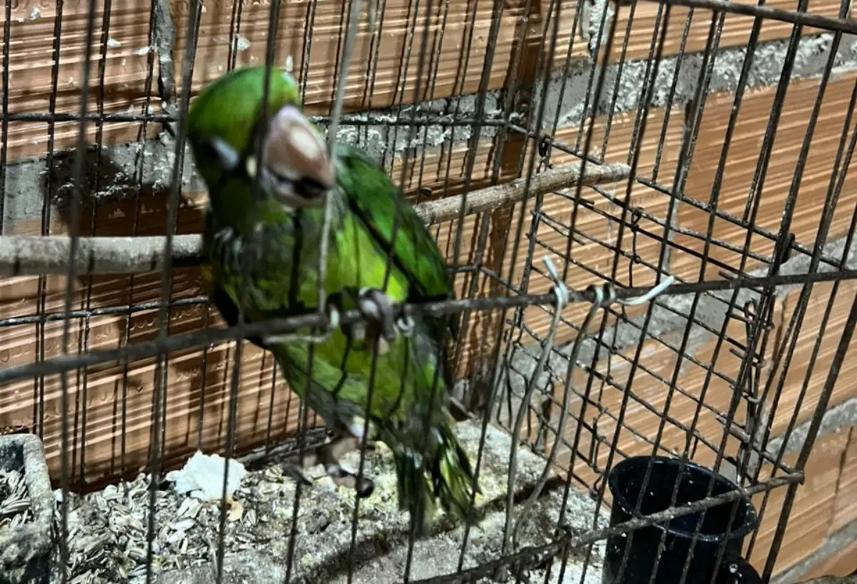 Operação Ninho de Falcão apreende mais de 370 pássaros e mira tráfico interestadual de animais silvestres
