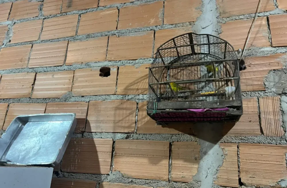 Operação Ninho de Falcão apreende mais de 370 pássaros e mira tráfico interestadual de animais silvestres