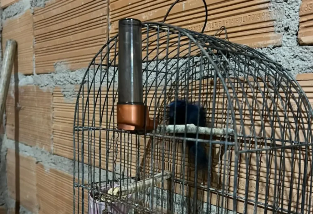Operação Ninho de Falcão apreende mais de 370 pássaros e mira tráfico interestadual de animais silvestres