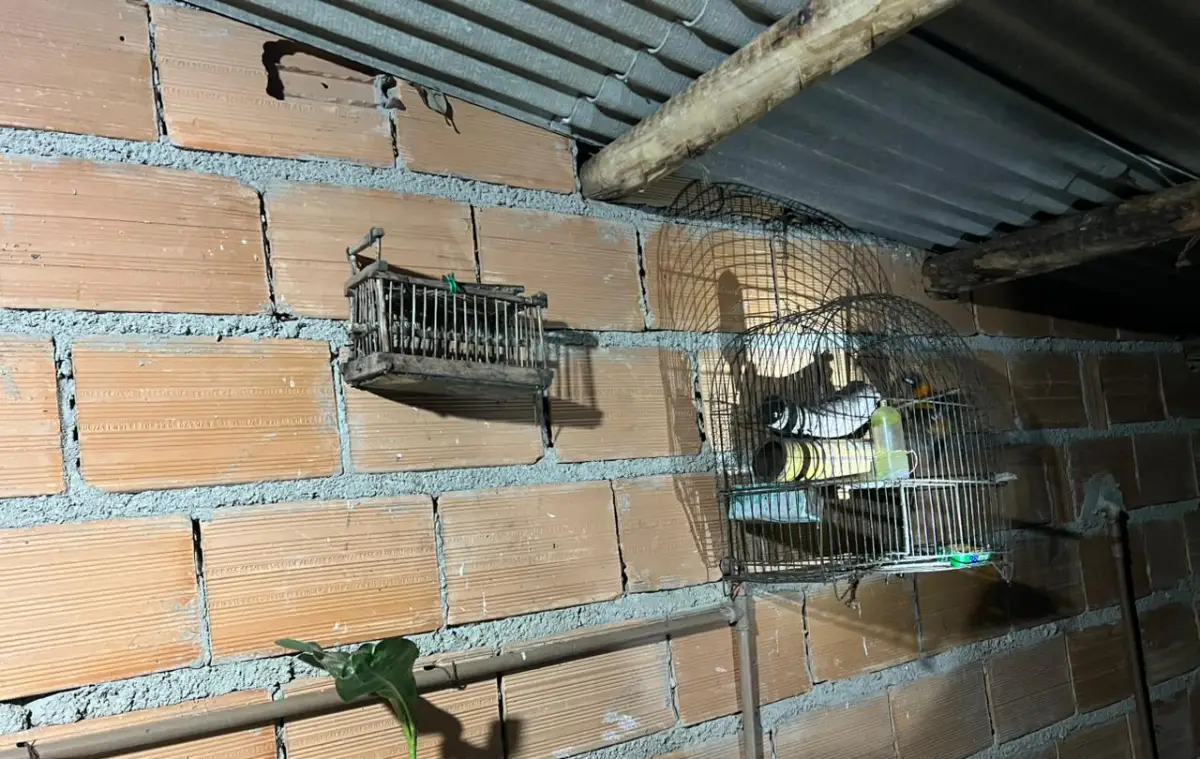 Operação Ninho de Falcão apreende mais de 370 pássaros e mira tráfico interestadual de animais silvestres